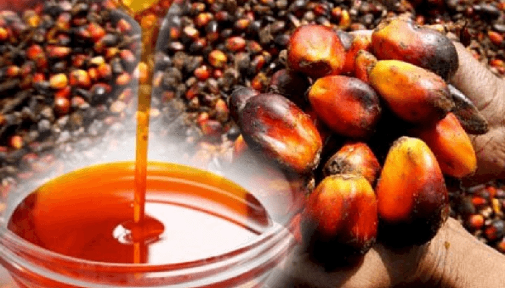 The Ultimate Guide to the Palm Oil Production Process