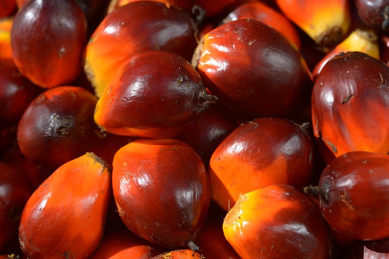 What is Palm Oil?
